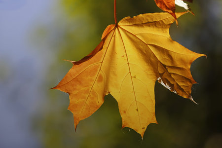 Bright yellow autumn outfit already leaving place of your birth and habitats.