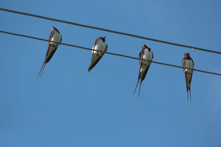 Group of barn swallows.Beautiful bird of passage has a rest sitting on electric wires.
