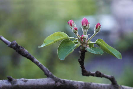 The beginning of spring is accompanied by the rapid flowering of fruit and other treesの写真素材
