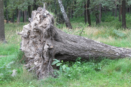 A huge birch tree with roots pulled out a sudden storm.の写真素材