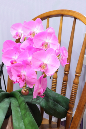 violet orchid branch isolated on white backgroundの写真素材