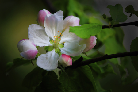 Nice view of the blooming sprig of young fruit treeの写真素材