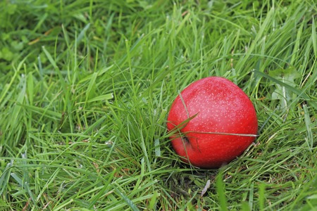 Beautiful ripe fruit rests on the bright green grass under an apple treeの写真素材
