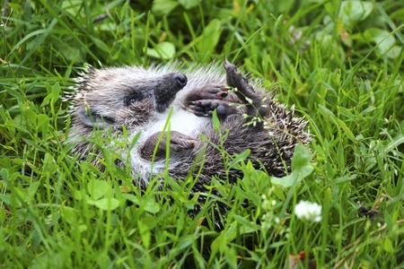 Merry muzzle forest animal, suddenly appeared on the pathの写真素材
