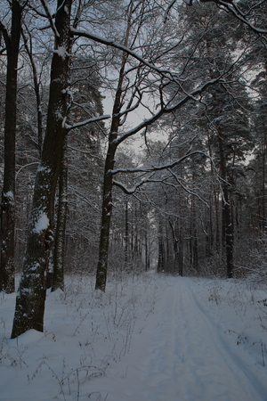 On the trails in the Woods.の写真素材