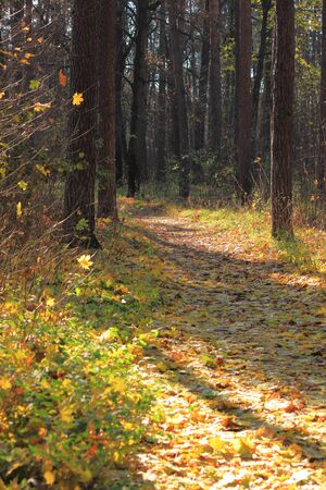 In autumn forestの写真素材