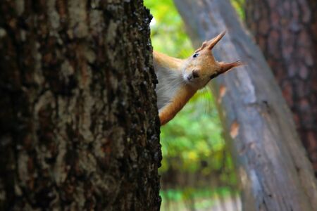 squirrel on trunk of pine.の写真素材