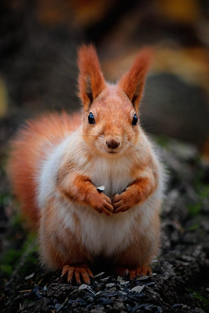 Red squirrel on the trunk of a pineの写真素材