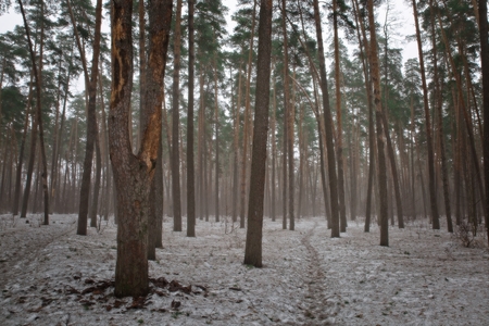 Forest path in early spring.の写真素材