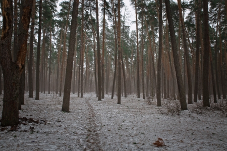 Forest path in early spring.の写真素材