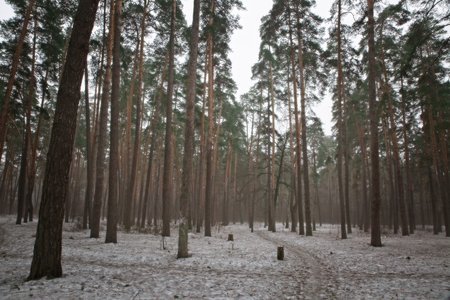 Forest path in early spring.の写真素材