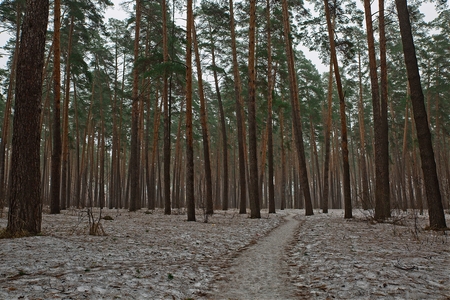 Forest path in early spring.の写真素材