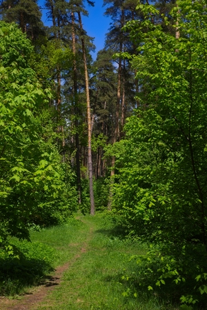 Spring forest trails.の写真素材