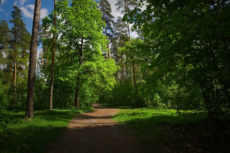 Spring forest trails.の写真素材
