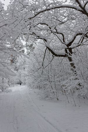 A perspective view of a snowy forest path in the middle of winter.の写真素材