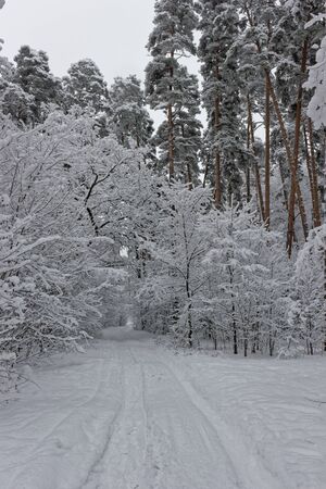 A perspective view of a snowy forest path in the middle of winter.の写真素材
