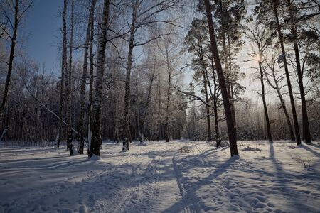 On a winter path in the frosty forest.の写真素材