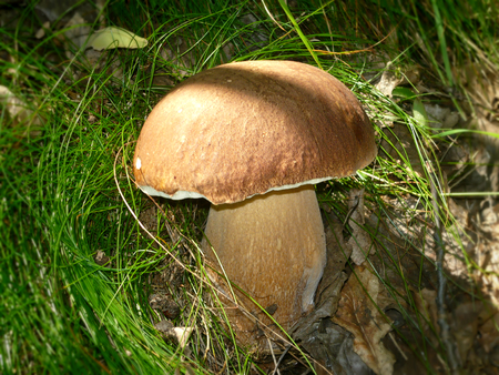 A bay bolete mushroom in grassの写真素材