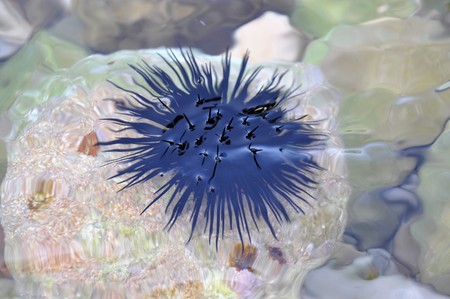 Black urchin just below the surface of sea waterの写真素材