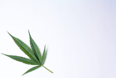 Marijuana cannabis leaf on white grey blue gradient background surfaceの写真素材