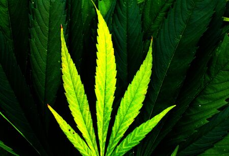 Ganja dark and fresh lime green colored leaves background pictureの写真素材