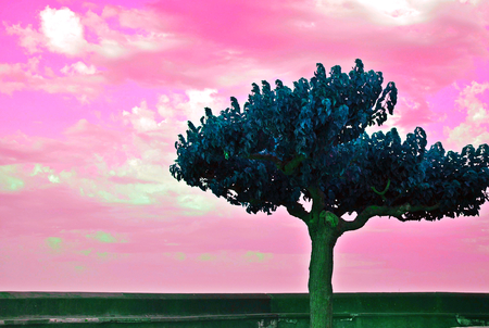 Beautiful tree and soft pink sky heaven dreamy atmosphere photo with reversed colorsの写真素材