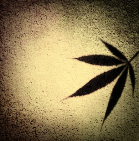 Marijuana leaf shadow in vintage beige tone design  label template backgroundの写真素材