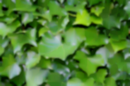Blur blurry green ivy plant texture backgroundの写真素材