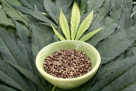 Marijuana hemp seeds in a dish with cannabis leaves backgroundの写真素材