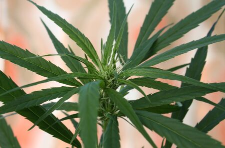 Marijuana cannabis green grass ganja plant detail photoの写真素材