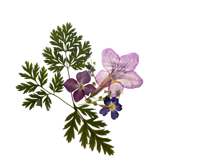 Beautiful natural pressed flowers bouquet floral element isolated on whiteの写真素材