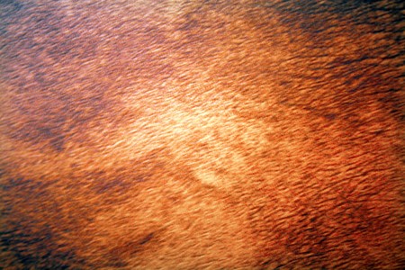 Vivid blurry blur orange dark and light design copyspace empty backgroundの写真素材