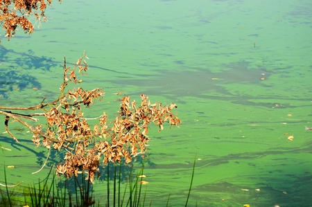 Detail of cyanobacteria cyanophyta plantktonic pollution on lakeの写真素材