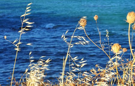 Dry blur yellow dry plants grass and blue sea background, greek motiveの写真素材