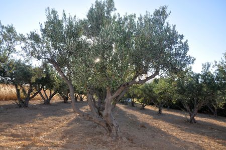 Olive trees little field plantation in evening against the sun in greek island Parosの写真素材