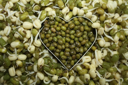 Love symbol heart from dry mung beans between fresh sproutsの写真素材