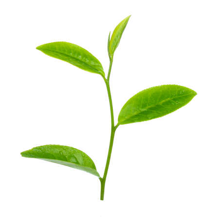 green tea leaf isolated on whiteの写真素材