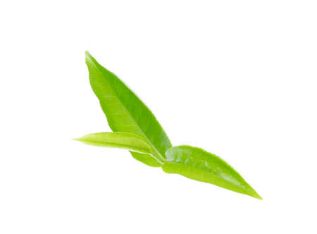 tea leaves on white backgroundの写真素材