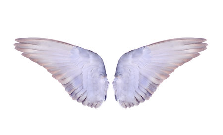 wing of birds on white background