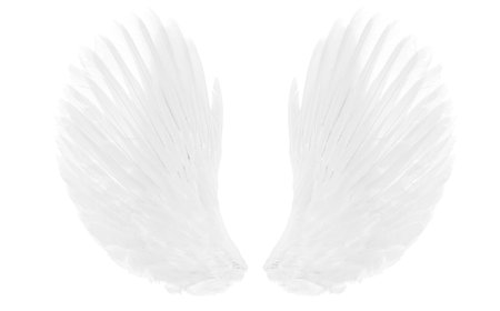 white wings of bird on white background