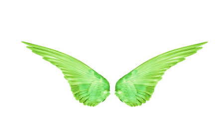 green color wings of birds on white background