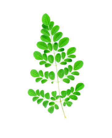 Tropical leaves on white backgroundの写真素材