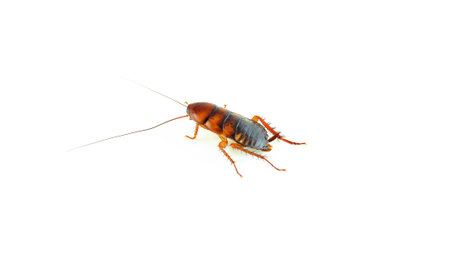 cockroach on white background