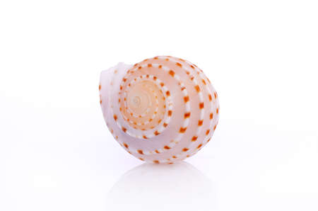 Shell isolated on white backgroundの写真素材