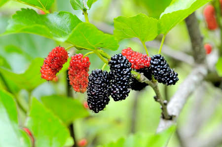 Mulberry fruit with leavesの写真素材