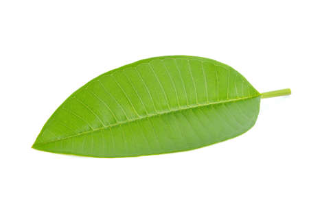 Leaves isolated on white backgroundの写真素材