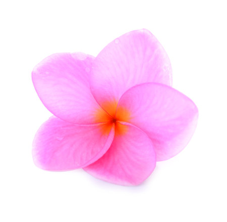 Plumeria isolated on white background.の写真素材