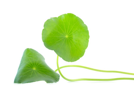 Asiatic isolated on white background.