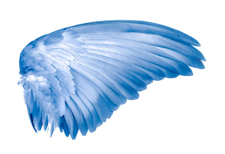 wings of bird on white background