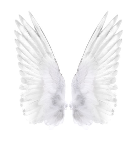 wings of bird isolated on white background.